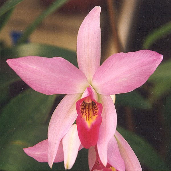 File:Laelia-anceps.jpg