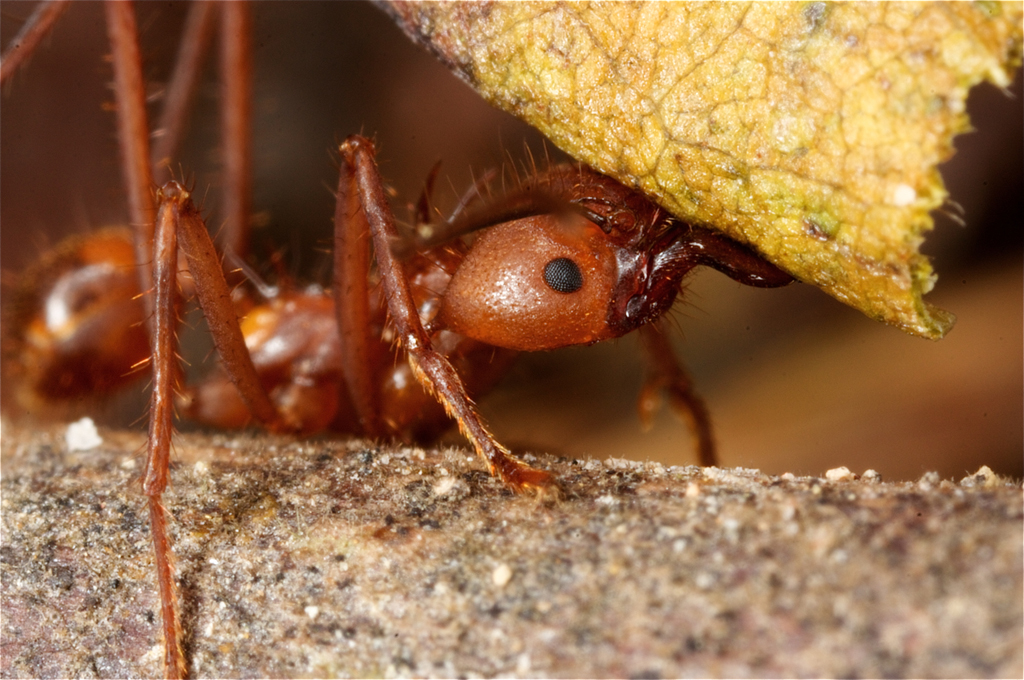 Leafcutter ant
