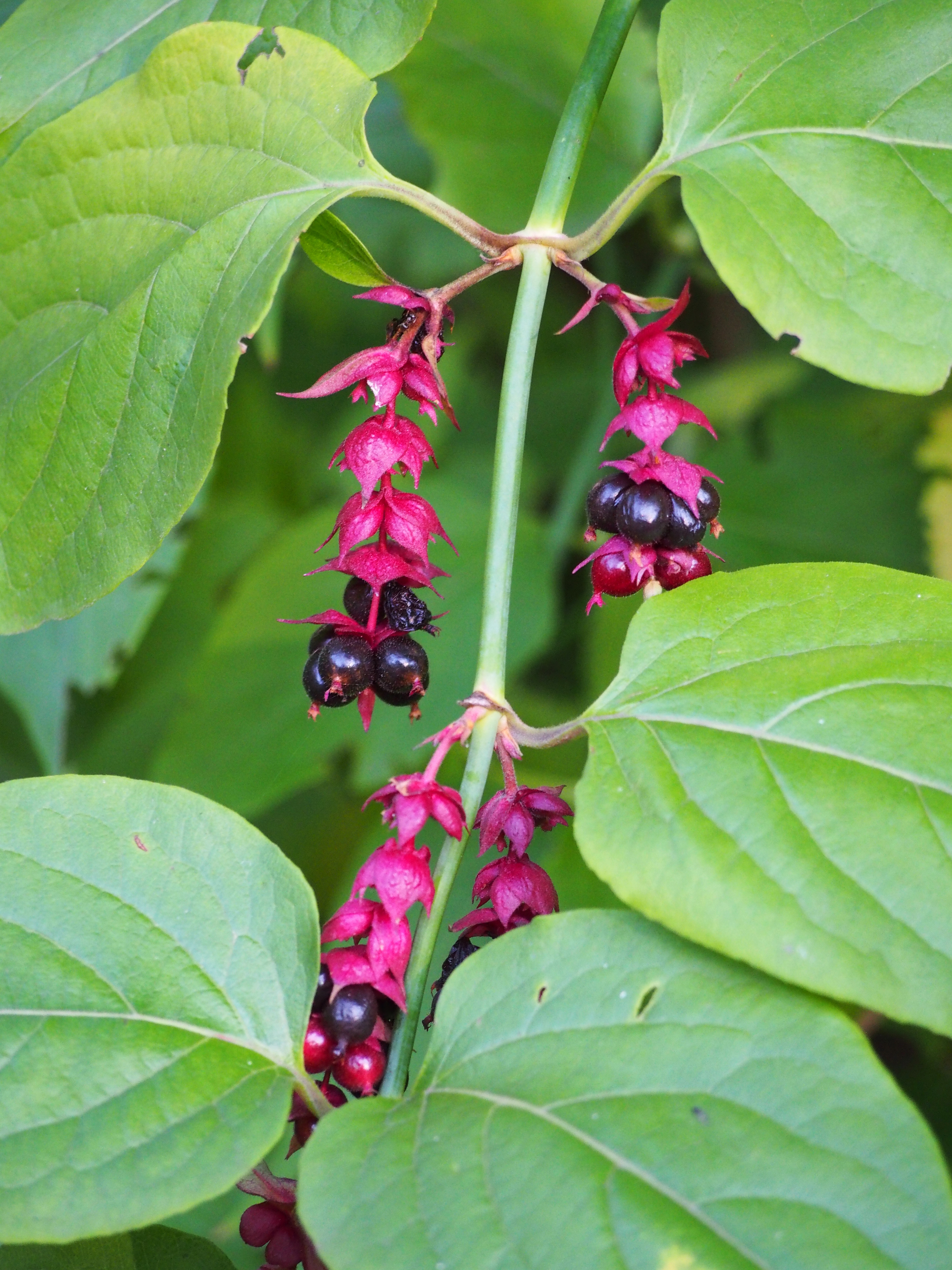 File Leycesteria Formosa Lejcesteria Piekna 2017 10 15 02 Jpg