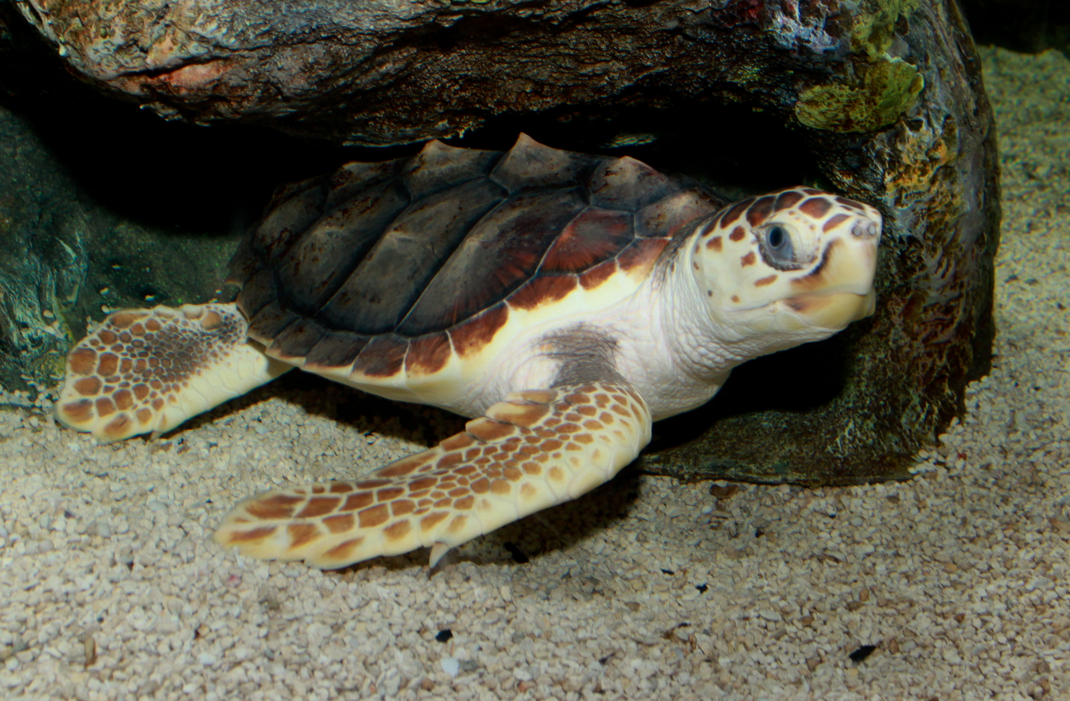 Loggerhead sea turtle picture