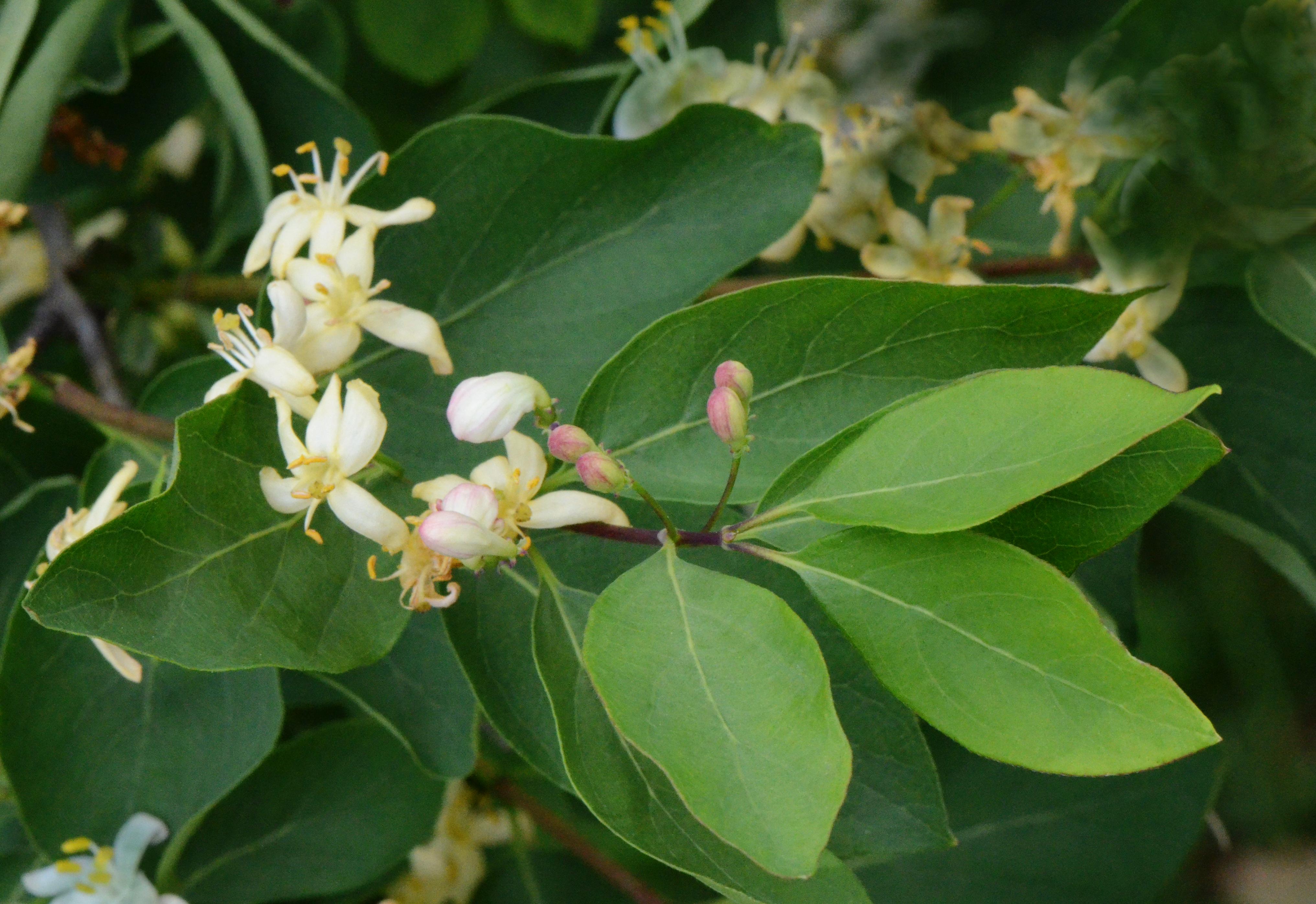 Жимолость Татарская grandiflora