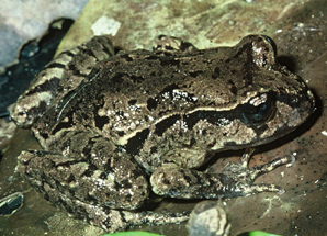 <span class="mw-page-title-main">Maud Island frog</span> Species of amphibian