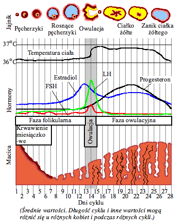 File:MenstrualCycle pl.png