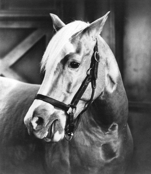 Fichier:Mister Ed.JPG