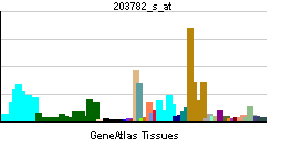 File:PBB GE POLRMT 203782 s at tn.png