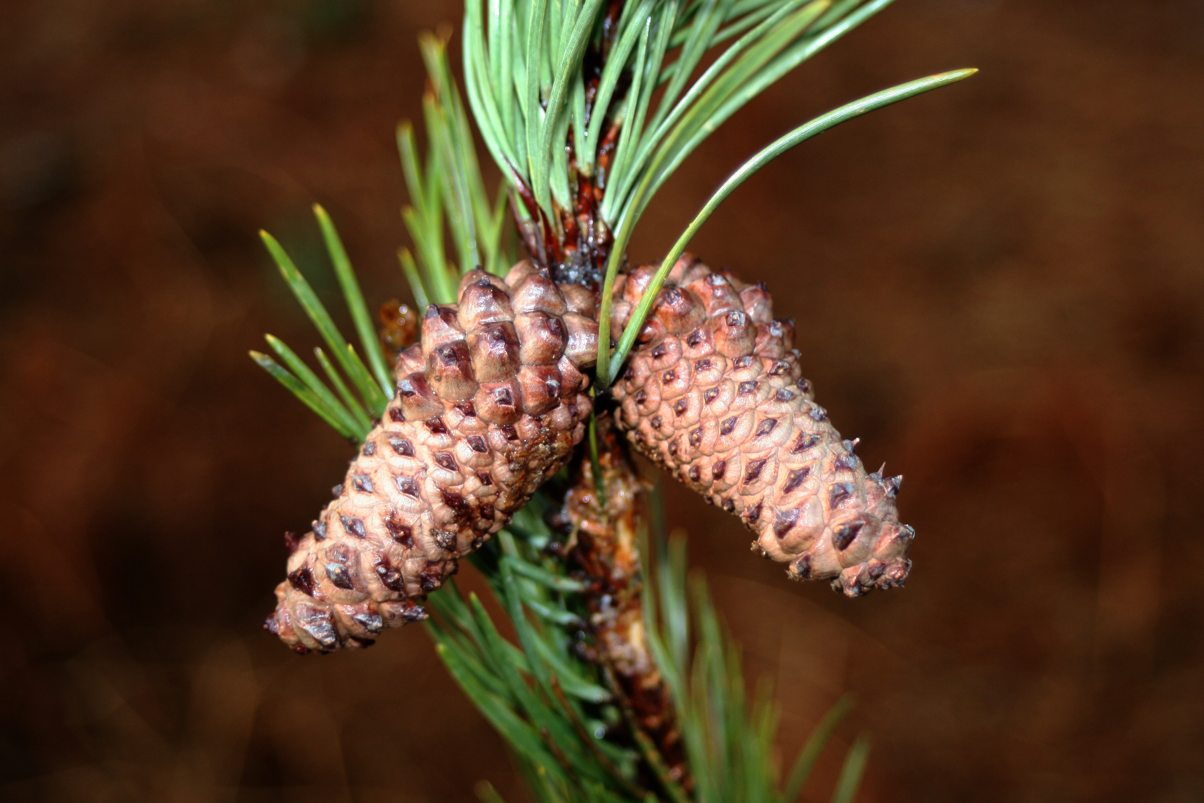 Pinus contorta шишка