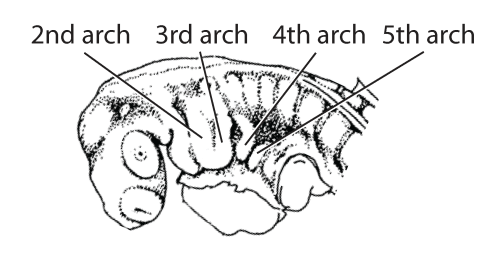 File:Q1. Second arch bud (G03a).png