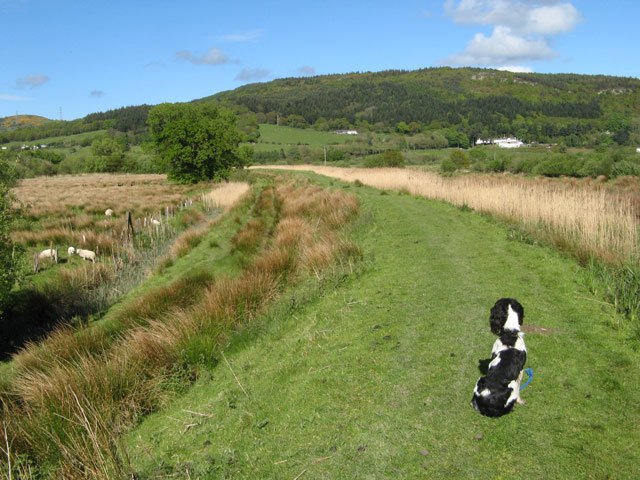 Reed beds - geograph.org.uk - 1295611