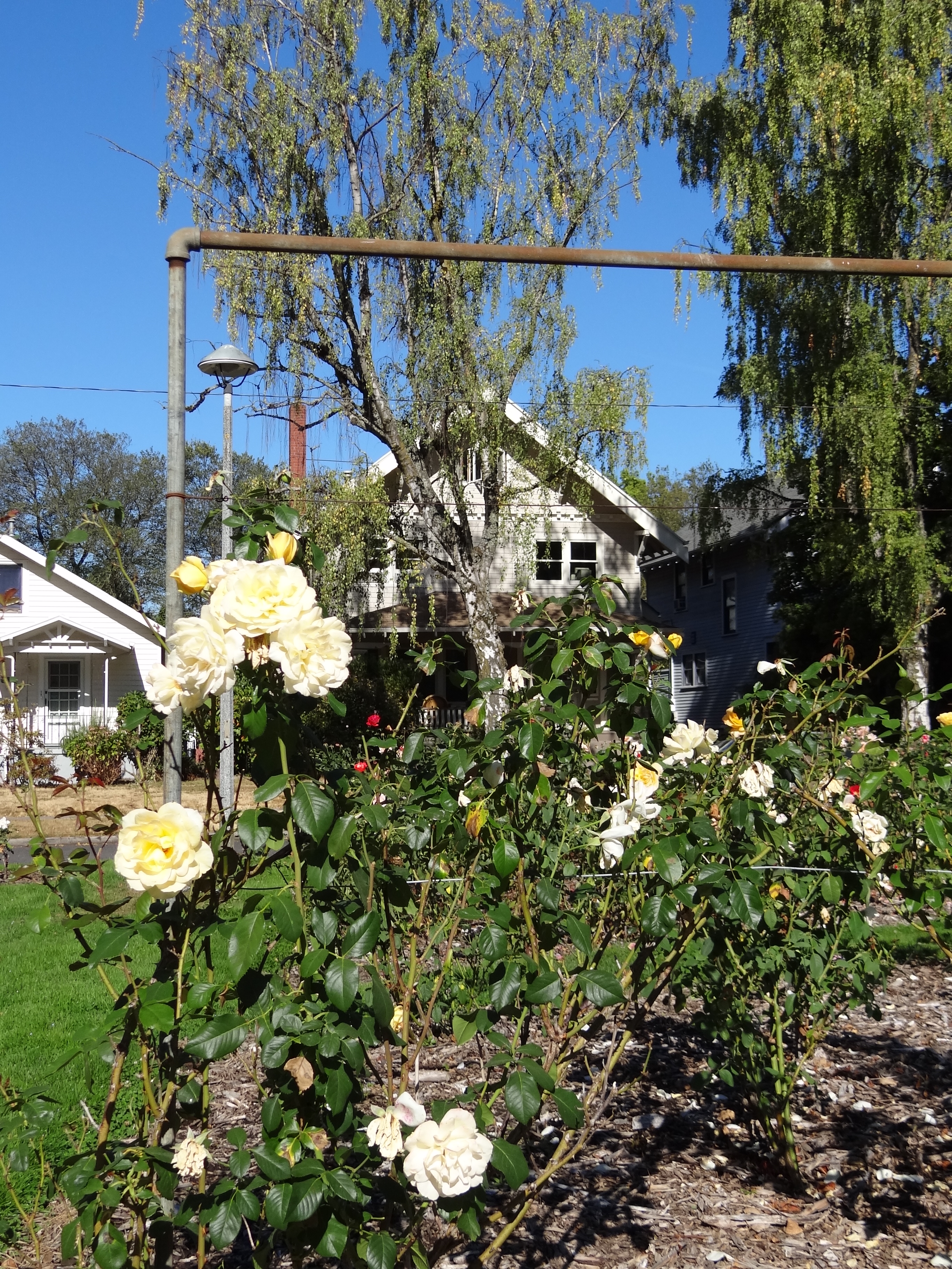 File Rose Garden With Suburban Architecture Portland Oregon