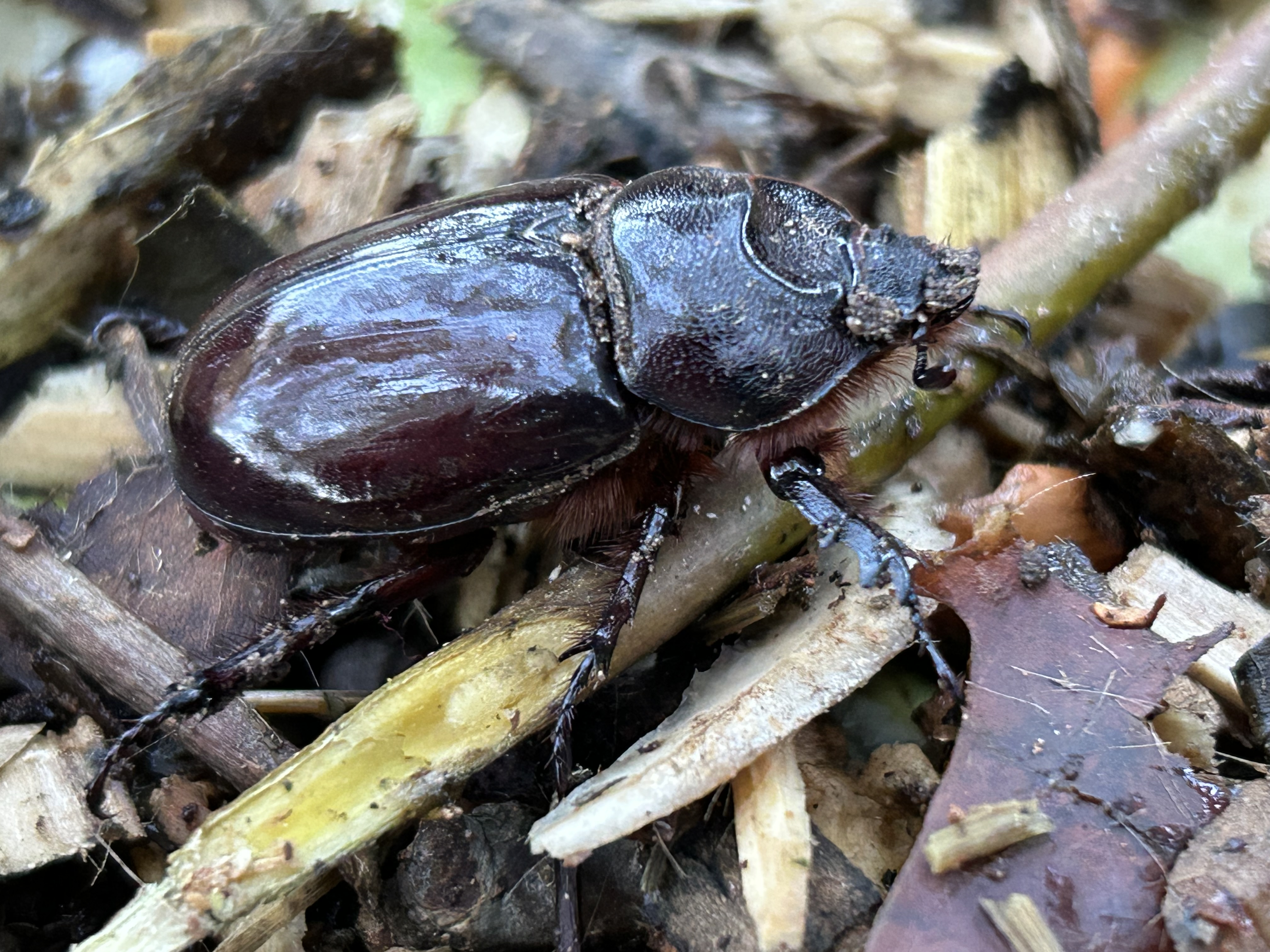 File:Scarabé et compost.jpg - Wikimedia Commons