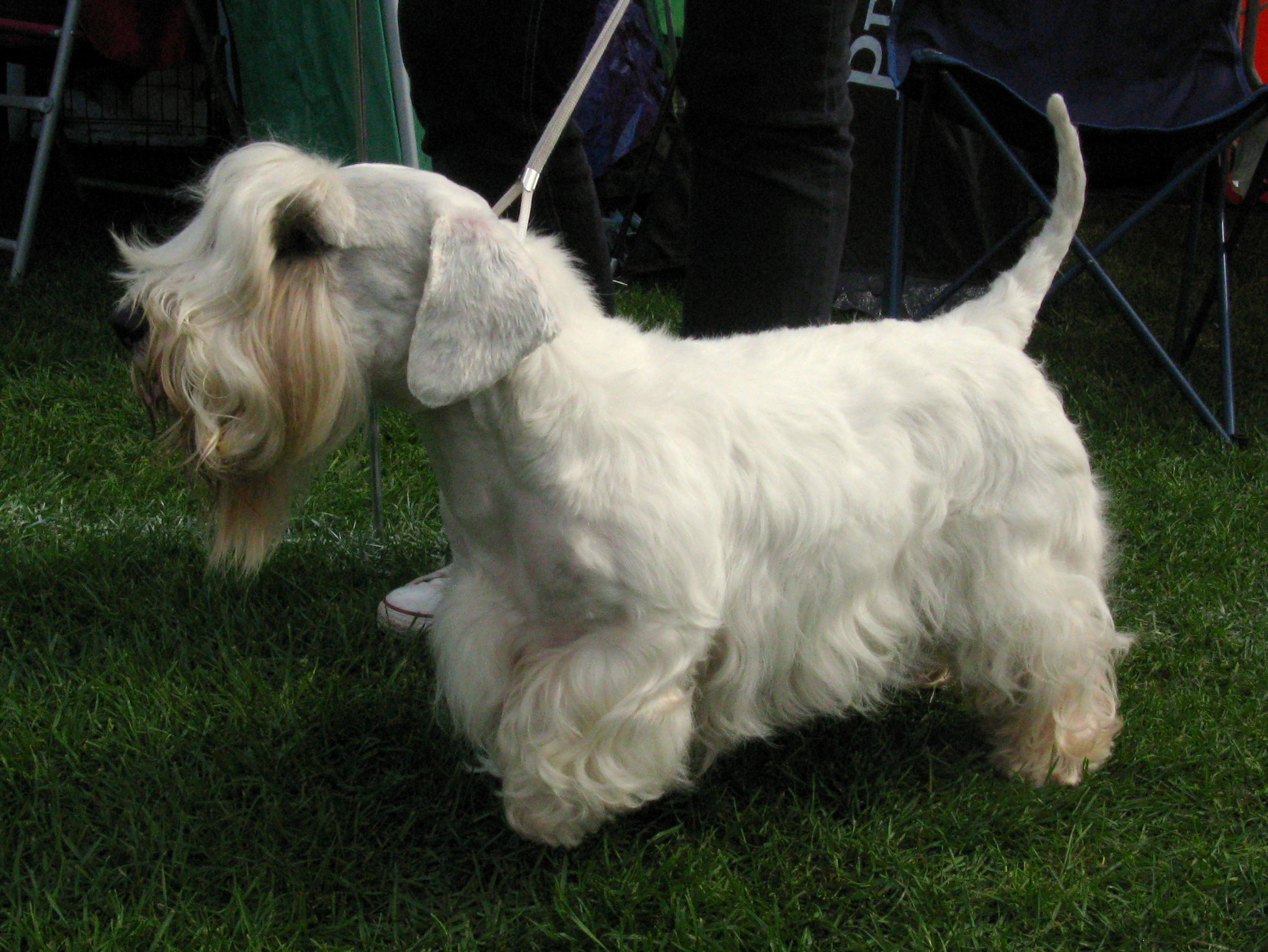 File:Sealyham terrier 230809.JPG - Wikimedia Commons