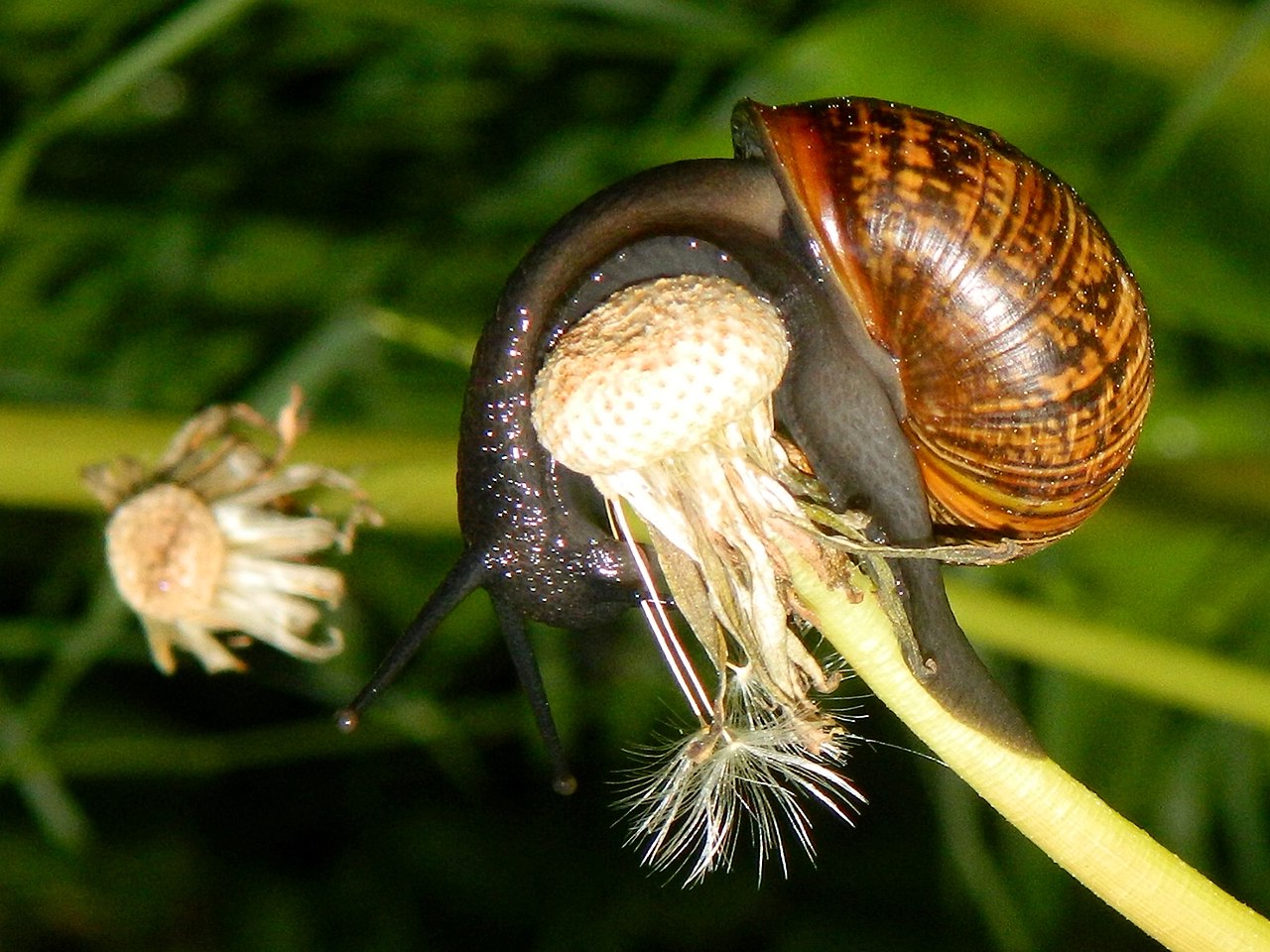 Wiki Gastropoda  upcScavenger