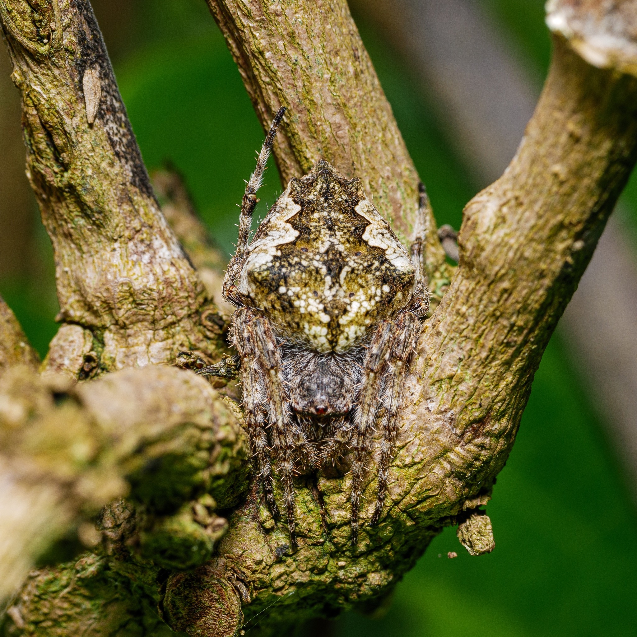 Black-headed jumping spider » Manaaki Whenua