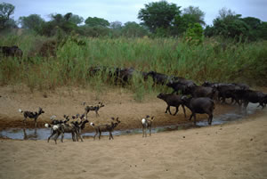 File:Soiree Waterhole, Kruger National Park - South Africa (2417722329).jpg