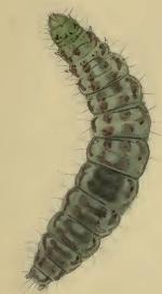 Larva Syncopacma coronillella larva.JPG