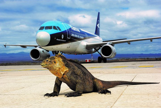 File:Tame A320, Galapagos.jpg