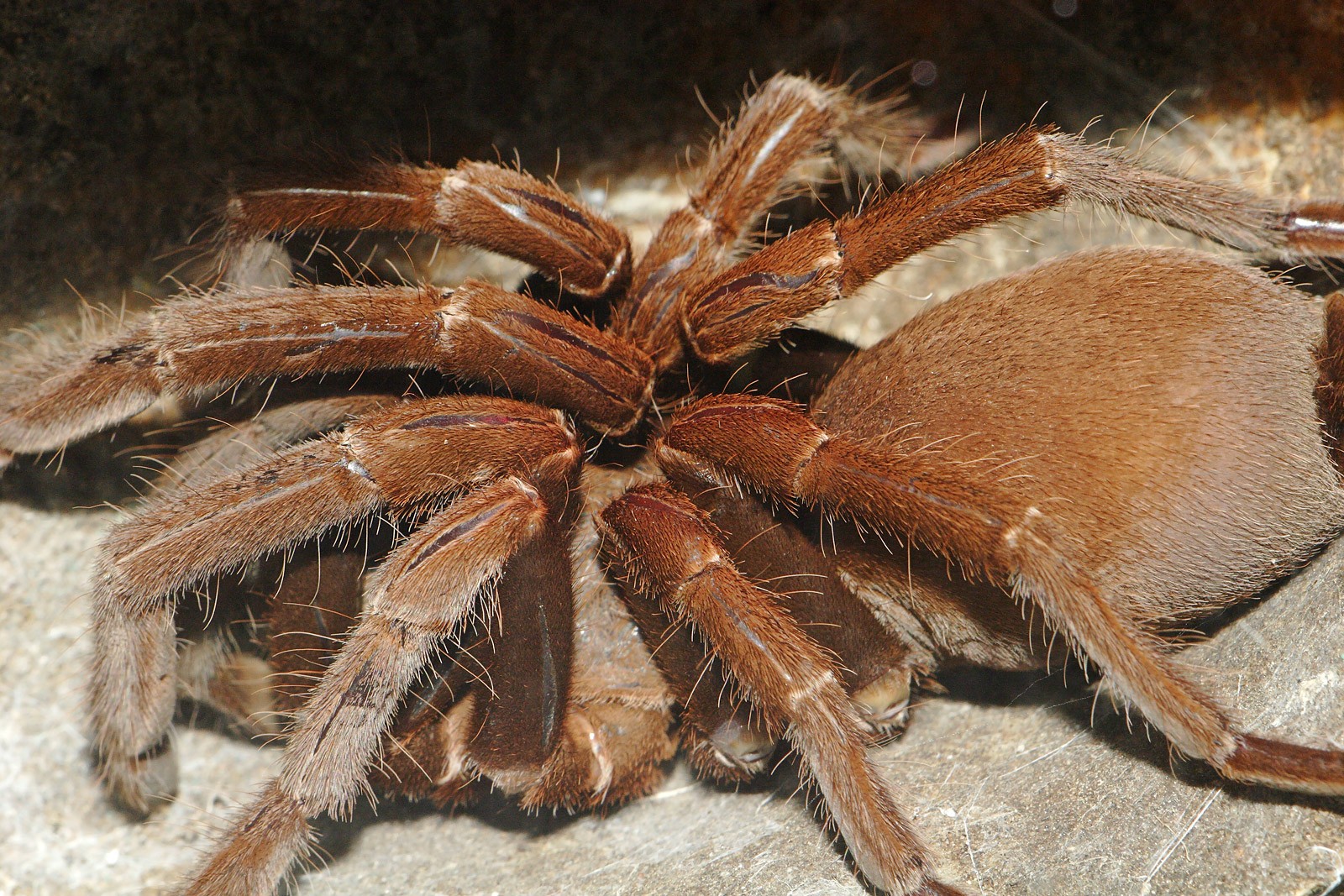 [Image: Tarantula_-_melbourne_zoo.jpg]