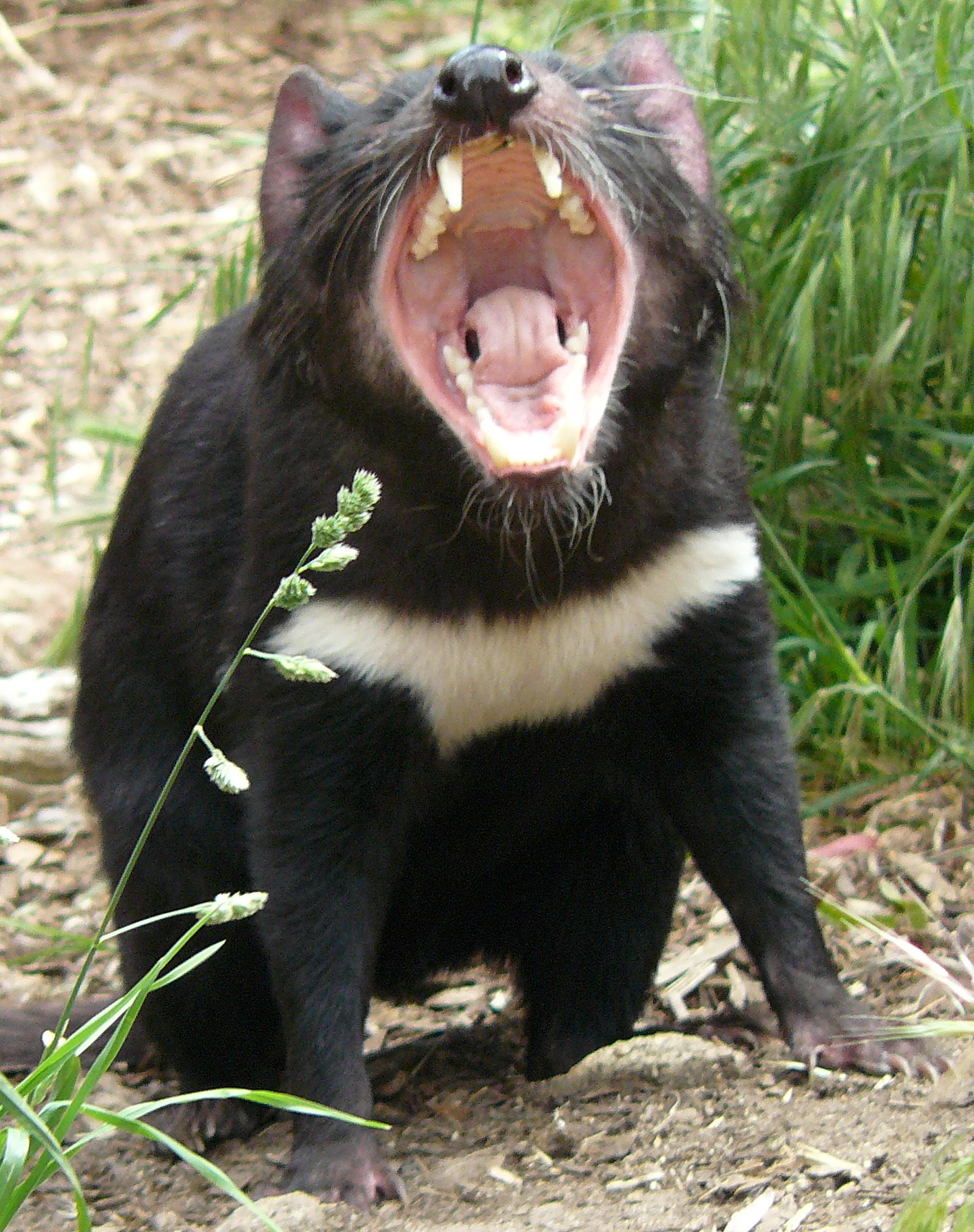 File:Tasmanian Devil demanding lunch.jpg - Wikimedia Commons