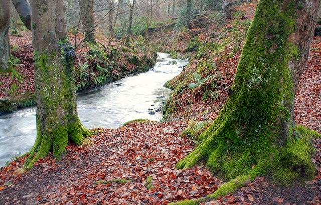 File:The Crawfordsburn in Crawfordsburn Glen - geograph.org.uk - 655173.jpg