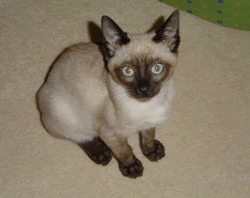 Tonkinese.gif