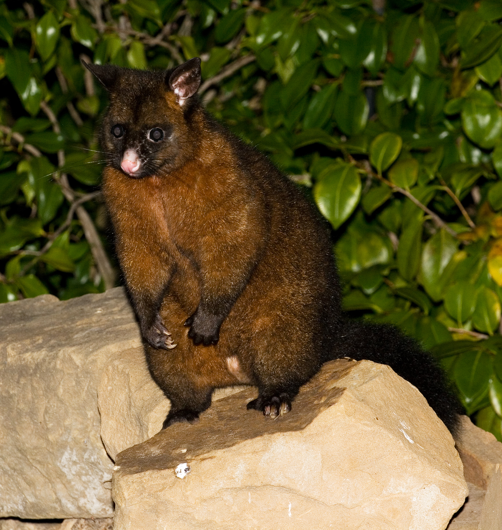 File:Trichosurus vulpecula 2.jpg - Wikimedia Commons