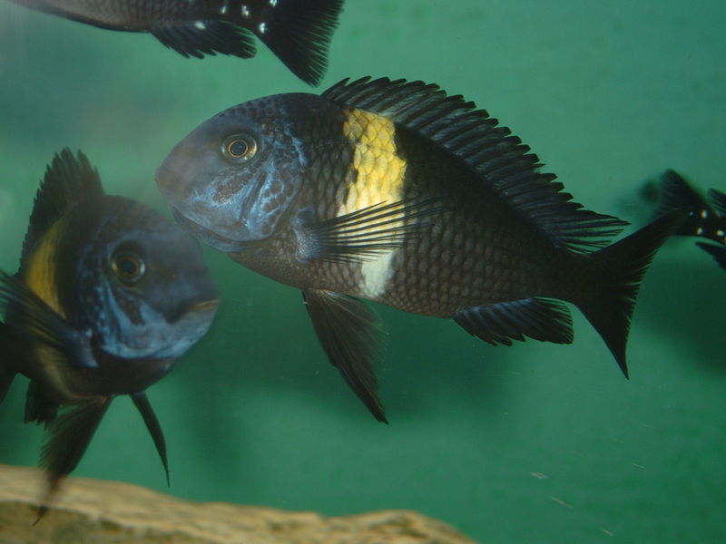 File:Tropheus duboisi by Alexander Langer.jpg