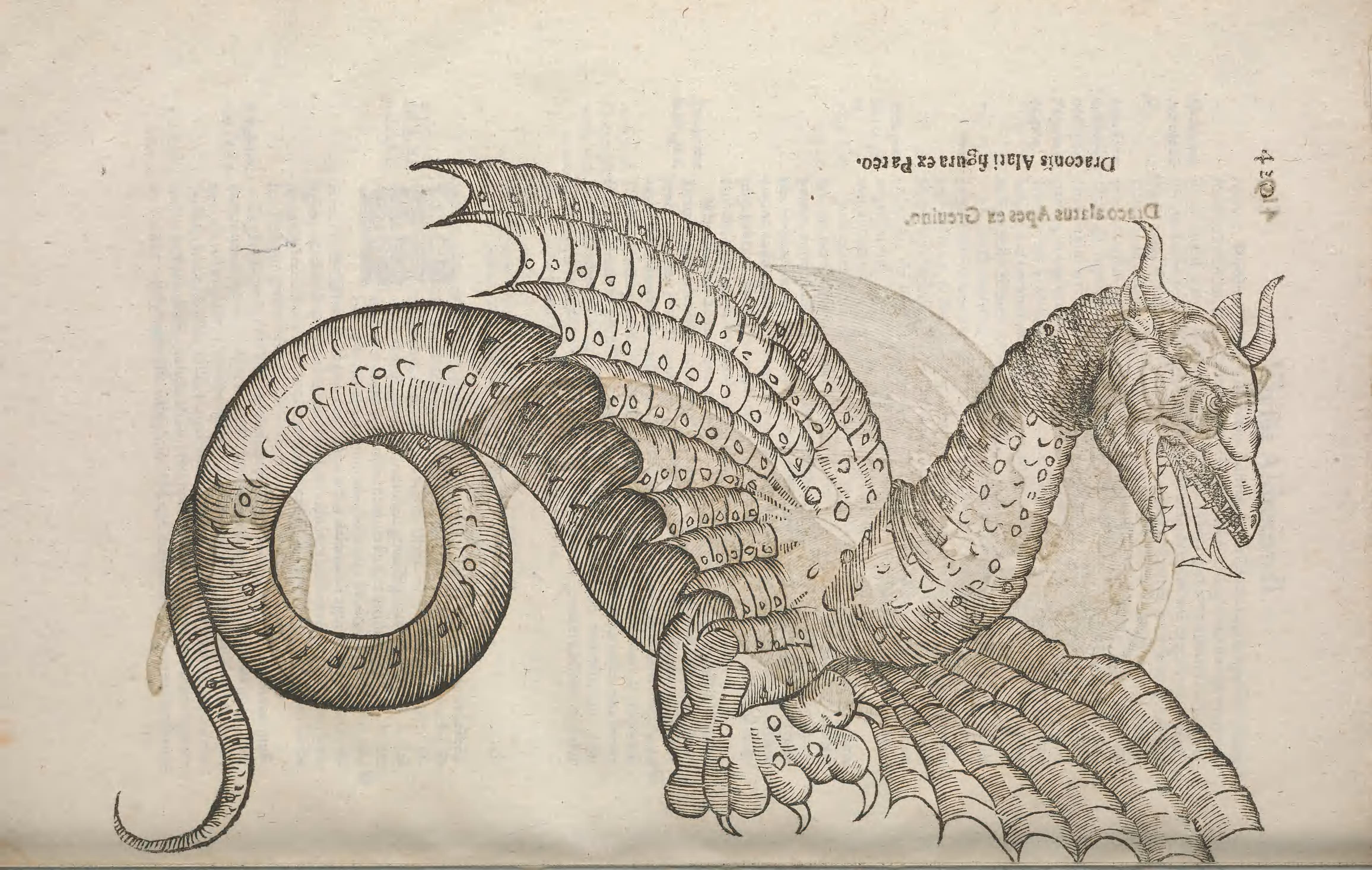 История драконе и змее