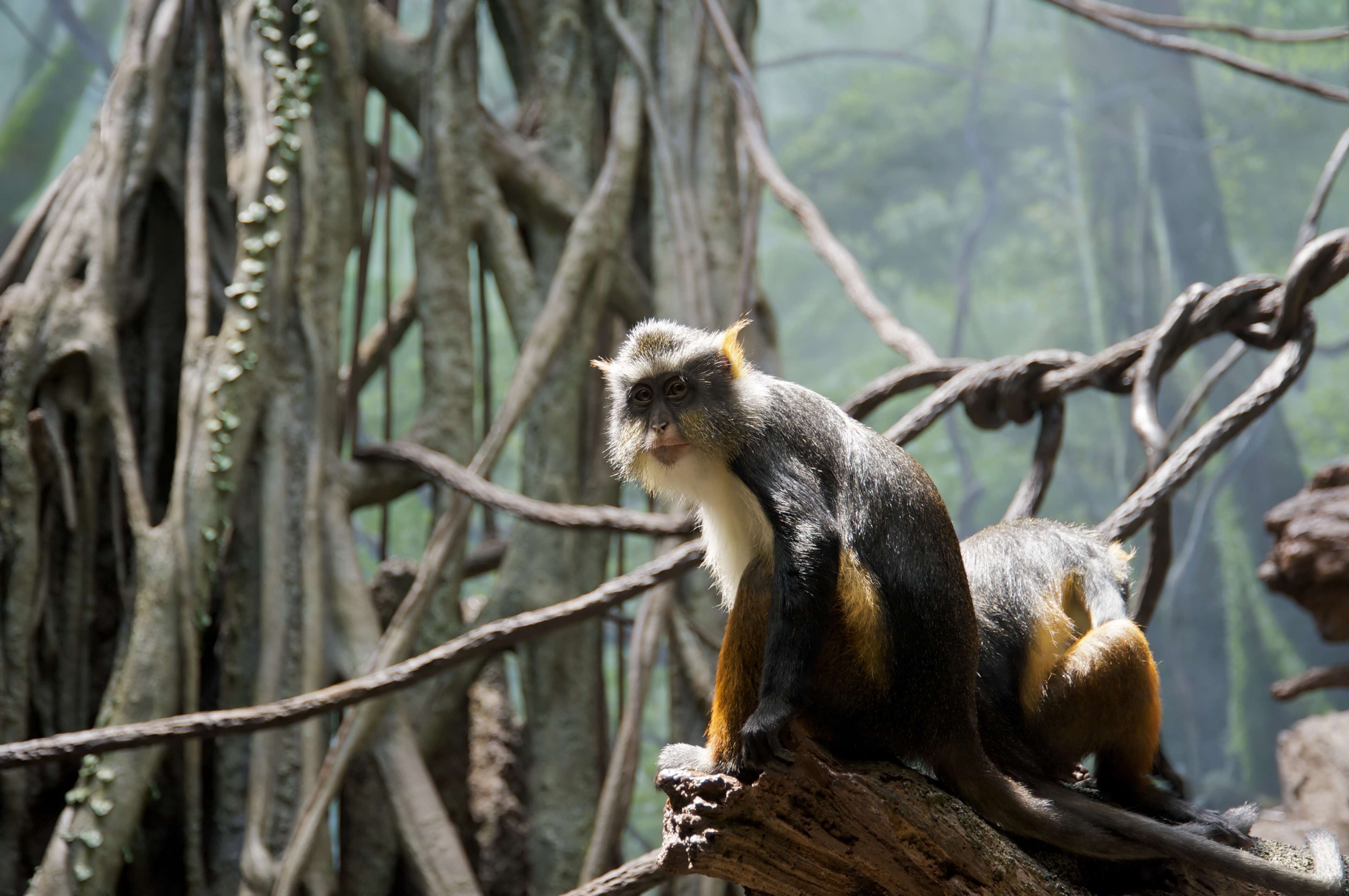 Mona monkey - Wikipedia