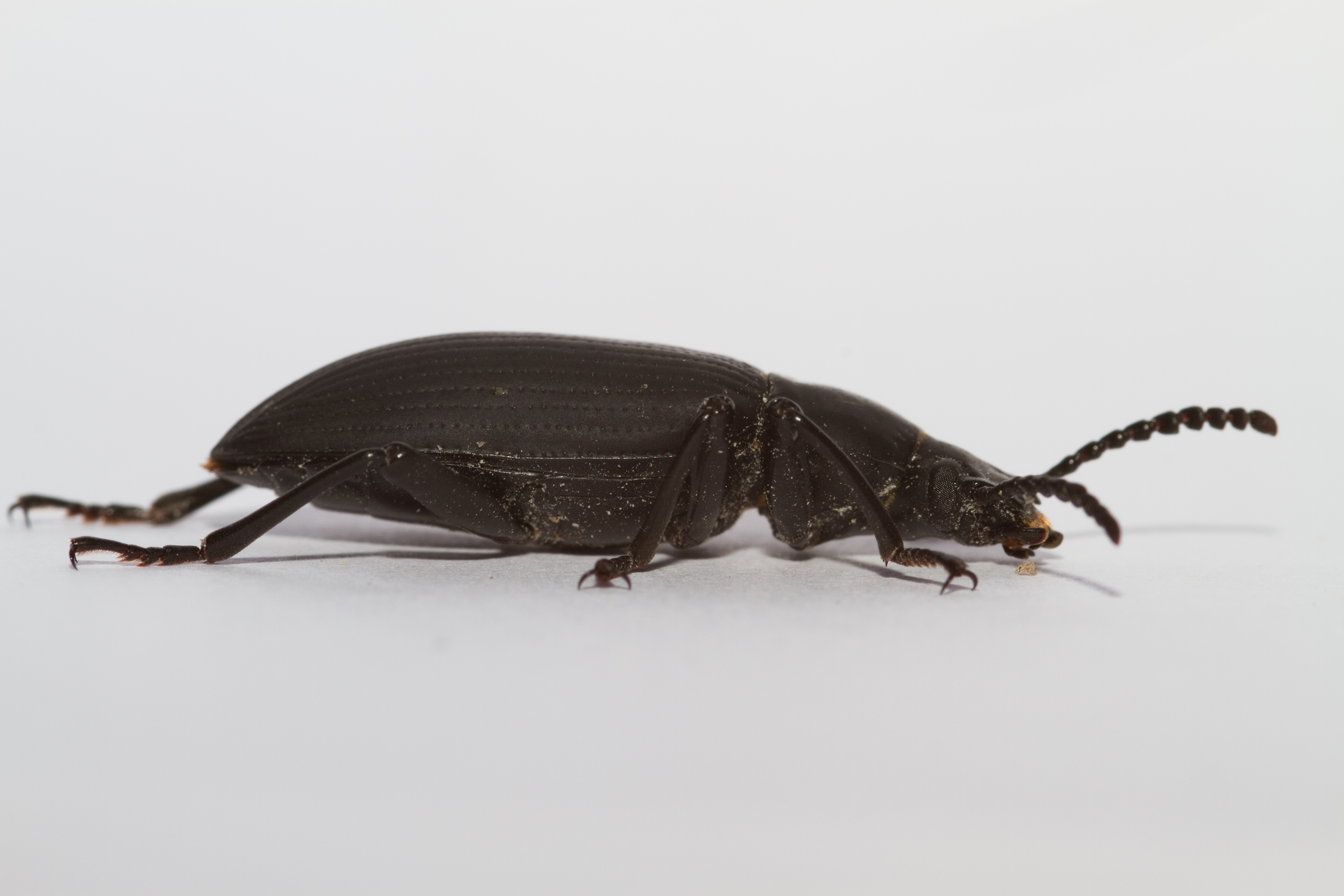 beetle zochar în varicoza
