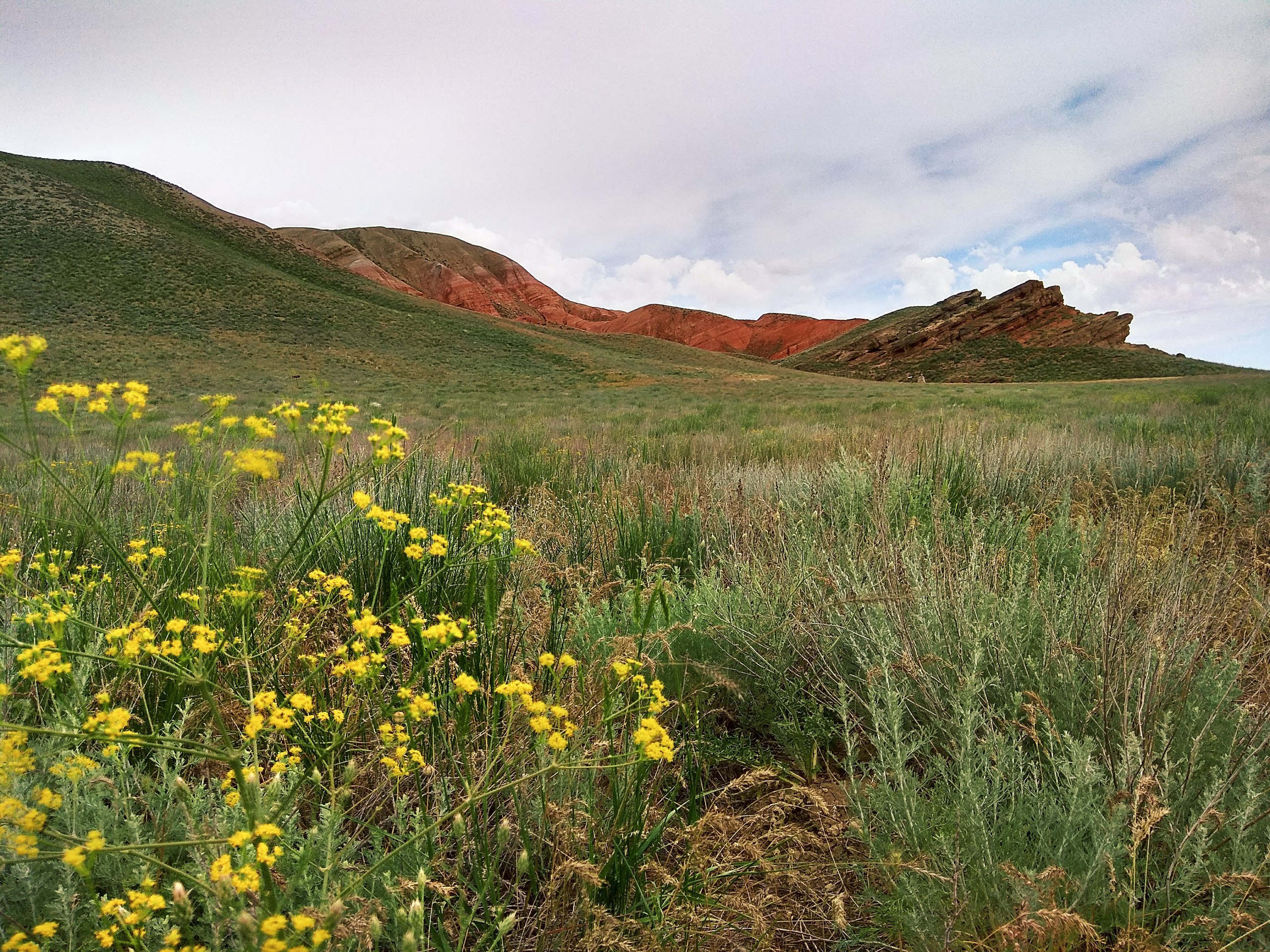 Yellow Glade