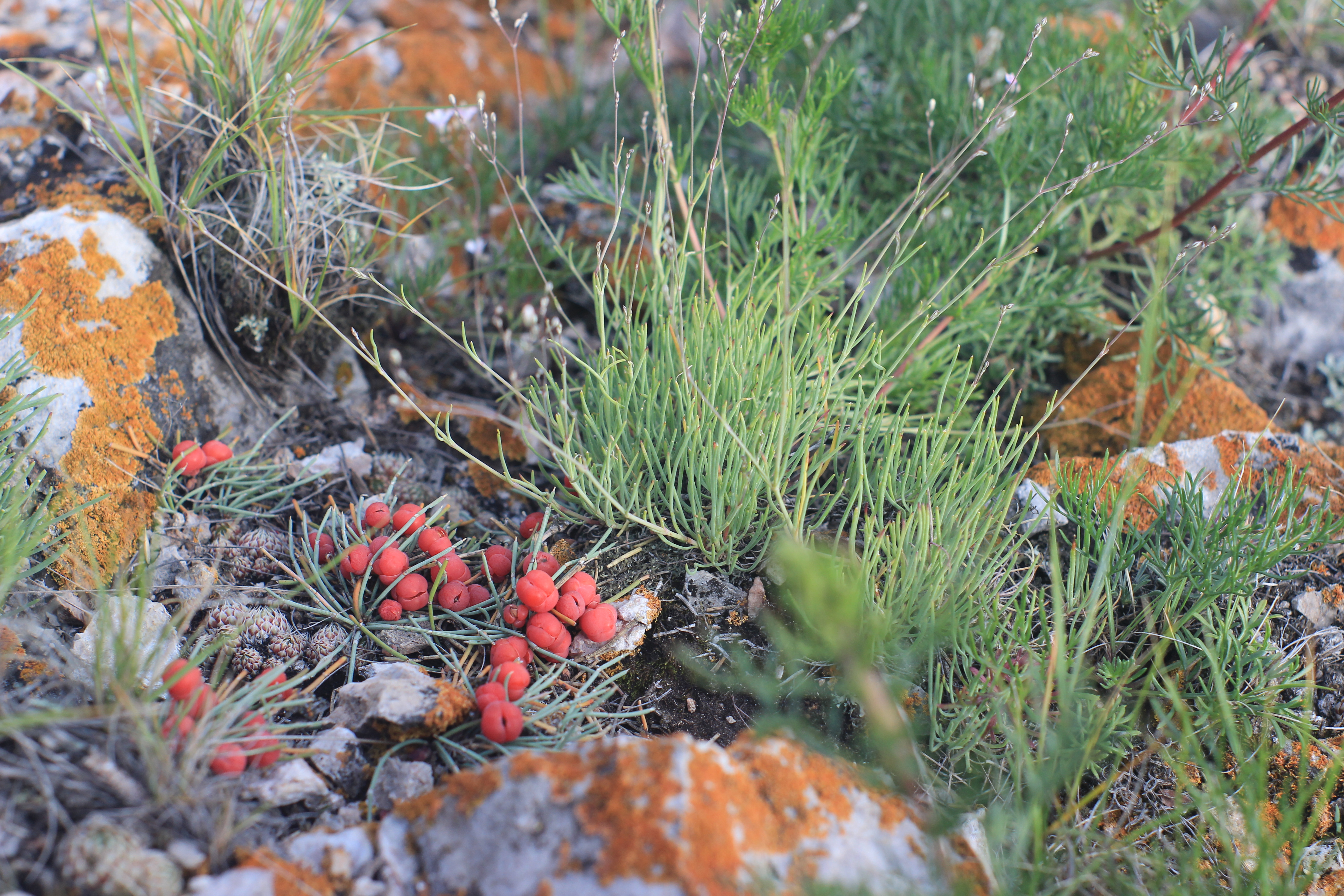 Файл:Базаихский разрез, Ephedra monosperma.jpg — Википедия