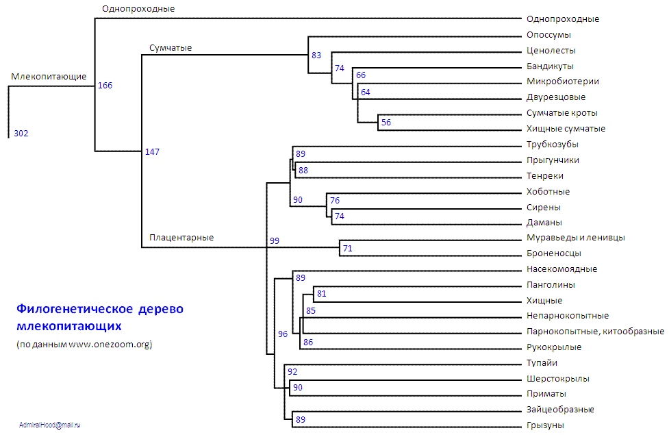 Филогения млекопитающих схема