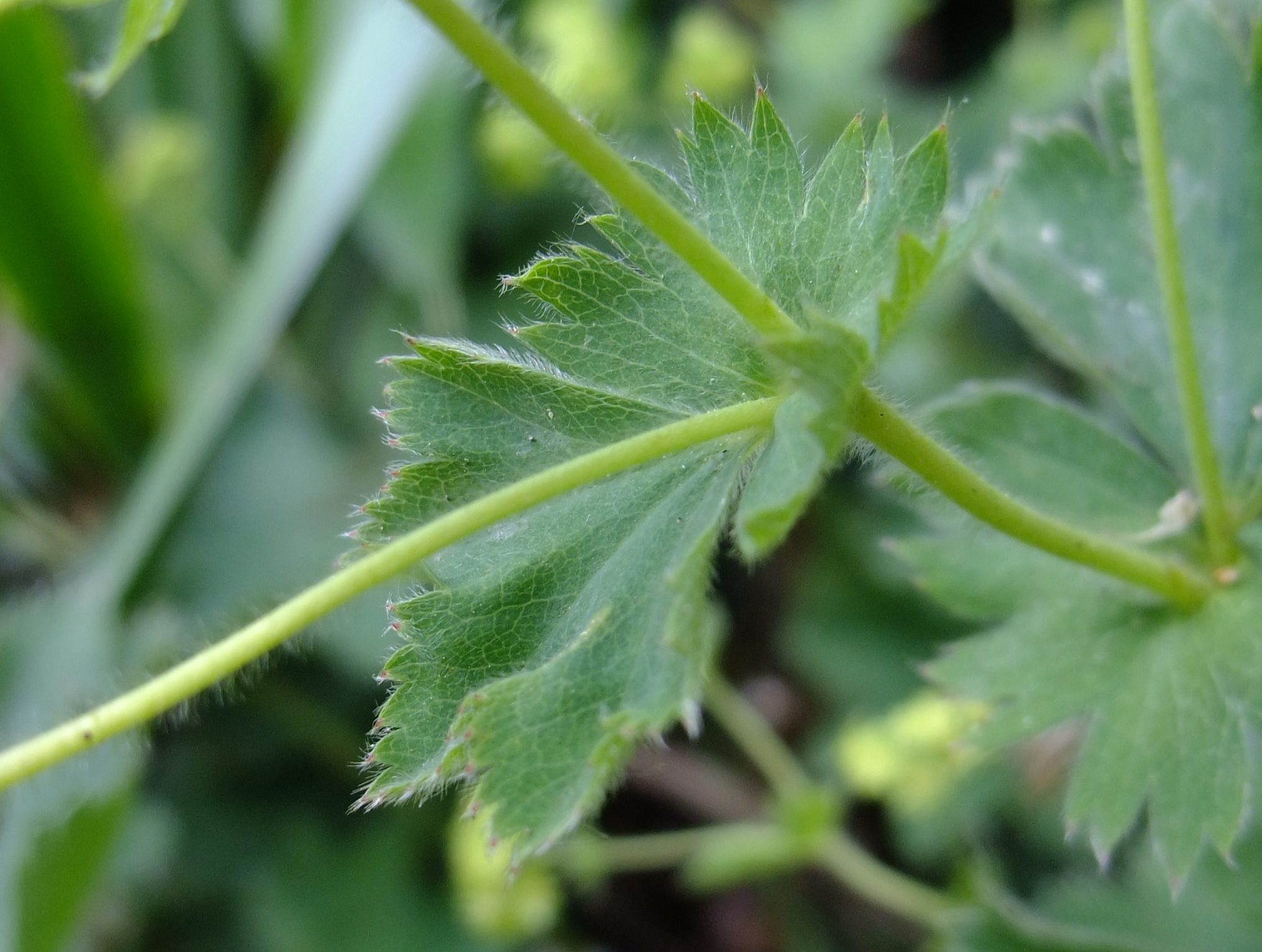 Trachyspora Alchemilla