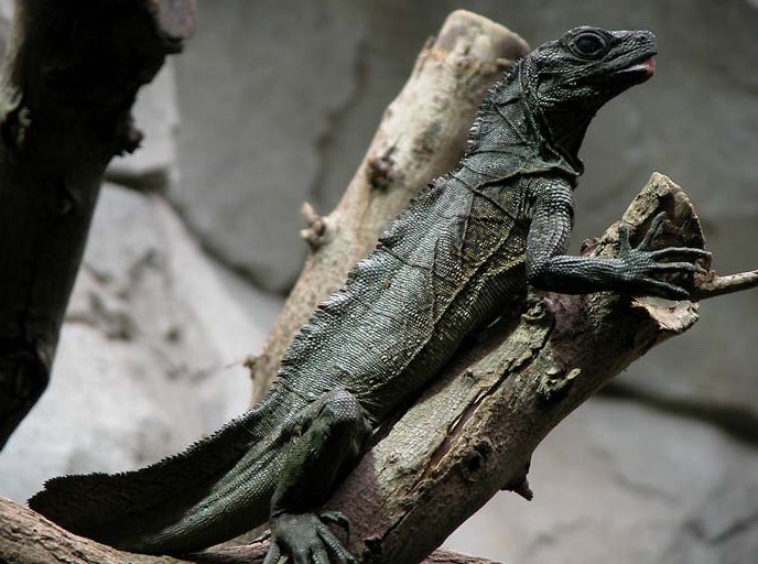 philippine sailfin lizard