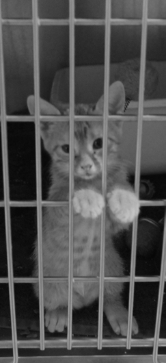 File:An orange tabby kitten waits for a family to adopt at the GTMO vet clinic.jpg