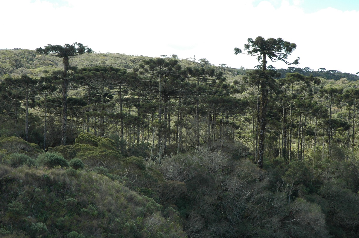 No Matagal De Uma Floresta Densa. Fundo Das Árvores Da Floresta