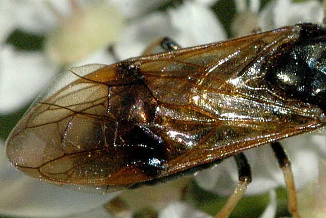 File:Arge.ustulata9.-.lindsey.jpg