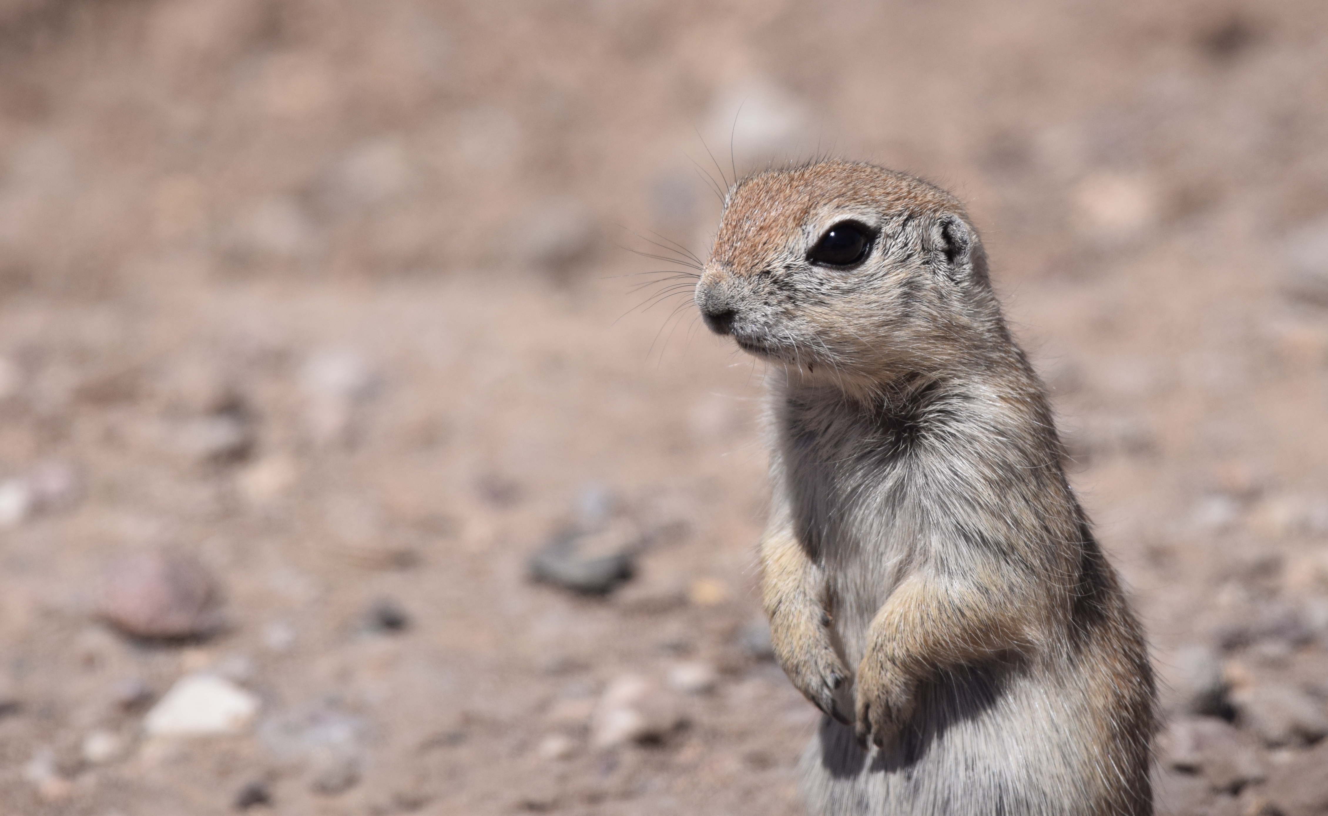 File:Arizona Meerkat  Roundtailed Ground Squirrel 33920365505.jpg  Wikimedia Commons