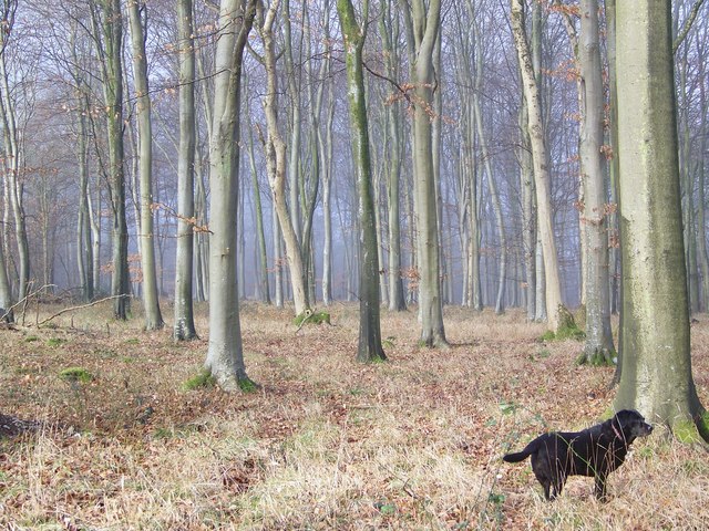 File:Beech trees at Vernditch - geograph.org.uk - 681535.jpg