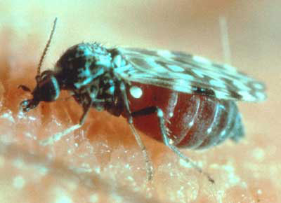 File:Biting Midge.png