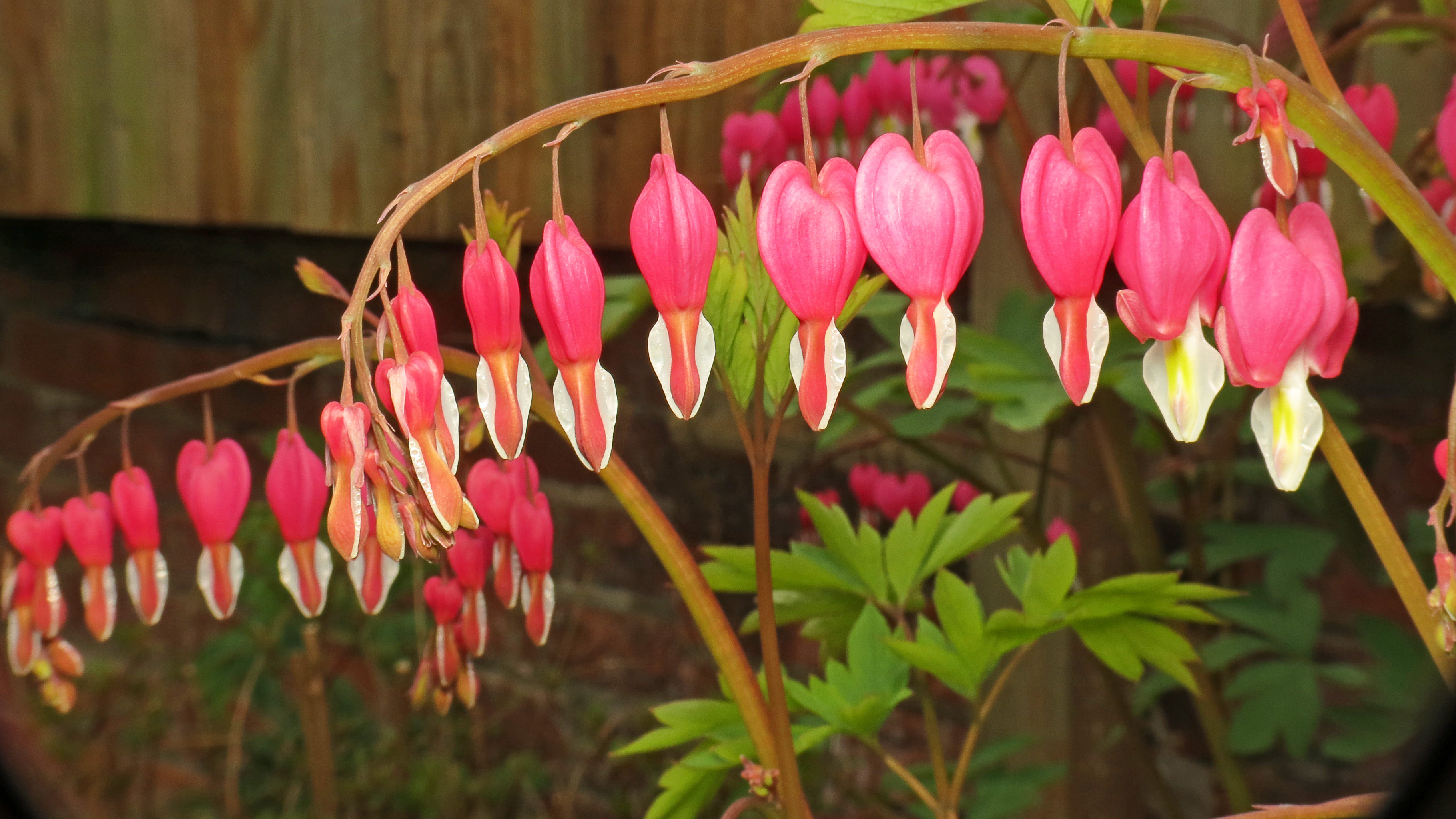 Kuvahaun tulos haulle Lamprocapnos spectabilis