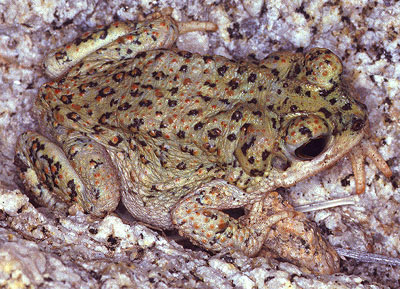 File:Bufo.punctatus.web.jpg