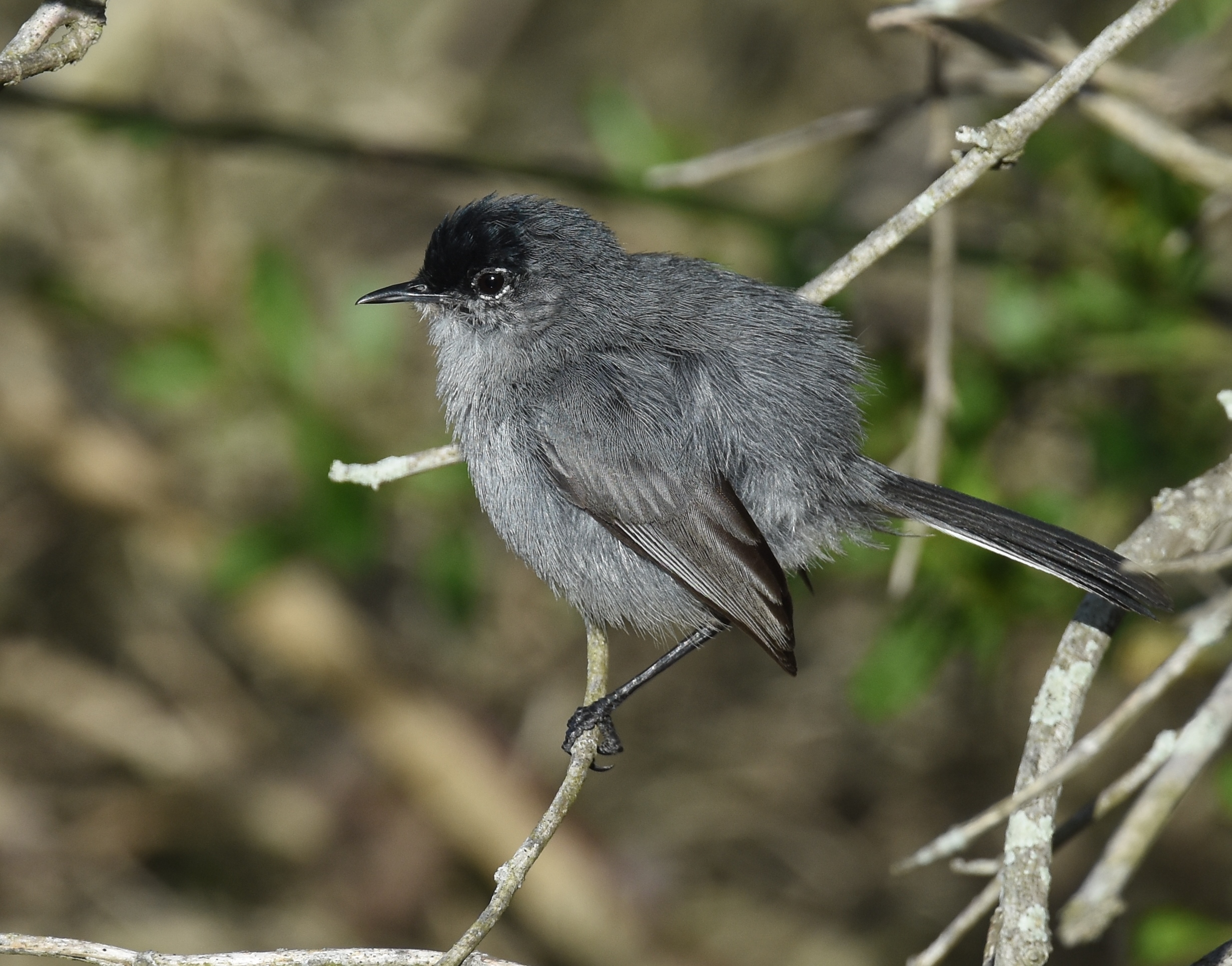 California Gnatcatcher