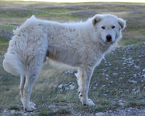 File:Cane Pastore Abruzzese Abruzzo.jpg