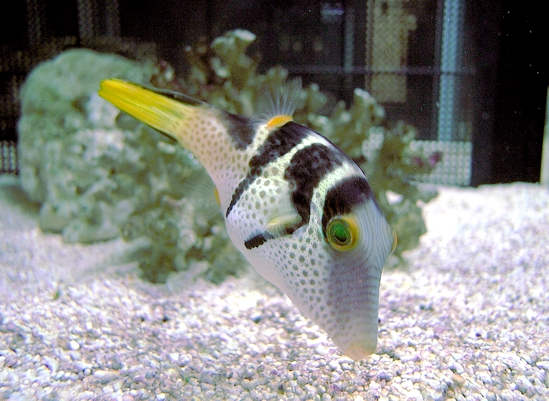 File:Canthigaster valentini Suma.jpg