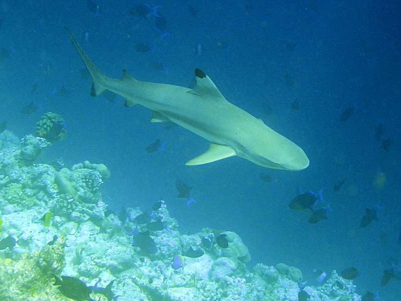 REQUIEM SHARK definição e significado