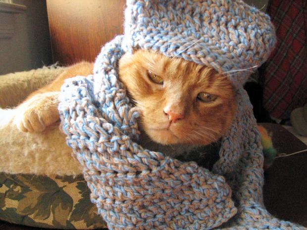 File:Cat in hat and scarf set.jpg