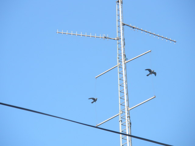 File:Decoy birds on mast at Havant Station - geograph.org.uk - 635548.jpg