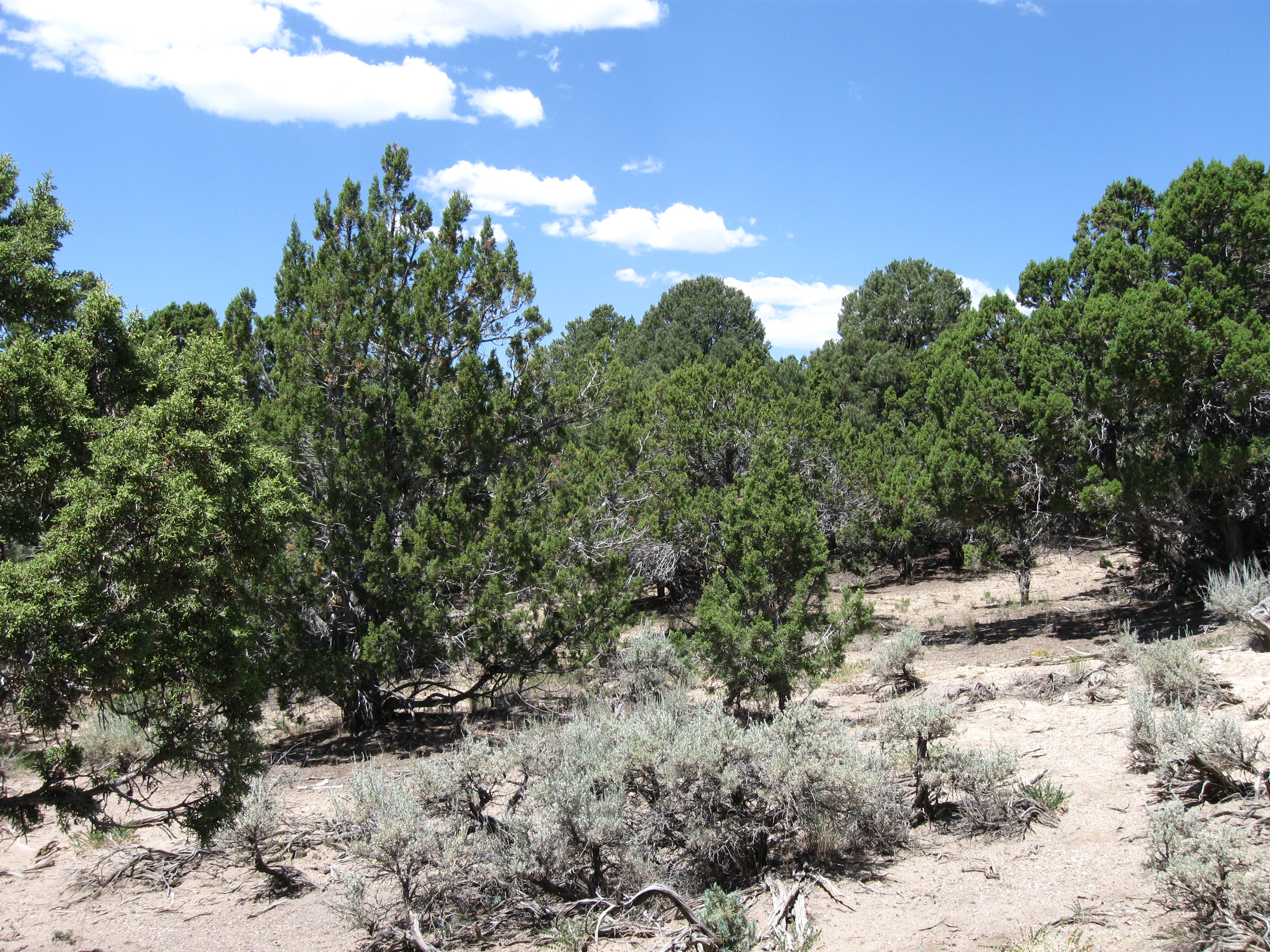 junipers desert