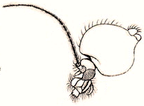 File:Dixa nebulosa head-thorax Curtis British Entomology 409.png